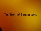 The Smell of Burning Ants