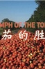 番茄的胜利