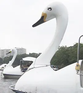 纪实72小时:井之头公园 被湖水吸引