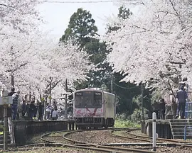 纪实72小时 能登半岛·樱花盛放的无人车站