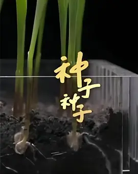 种子 种子