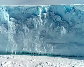 The Antarctic Gardener