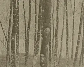 Film Dedicated to Water and Trees