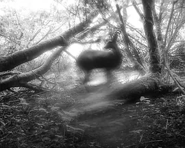 Meadows Wait, Mist Diffuses