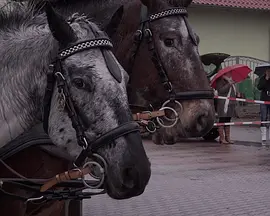 Like Horses Standing in the Rain