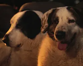 Le Colloque des chiens