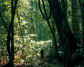 Le seuil de la forêt