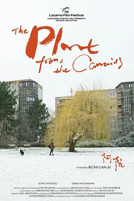 来自加那利群岛的植物‎