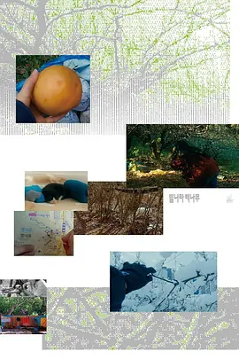 星星村的一棵梨树